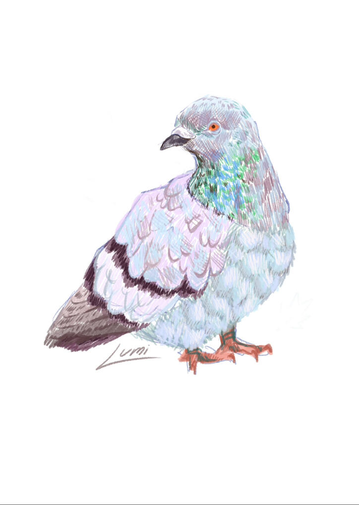 Pigeon